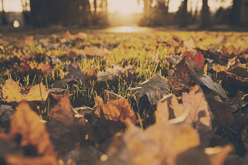 Yellow leaves on the lawn