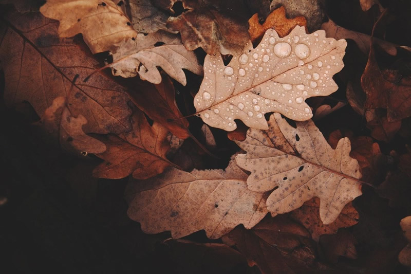 brown leaves with rain drops as a possibility if you move this autumn